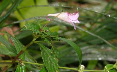 Impatiens uniflora 紫花鳳仙花