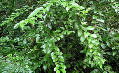 Rubus pyrifolius Sm. 梨葉懸鉤子