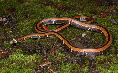 Sinomicrurus hatori (Takahashi, 1930) 羽鳥氏帶紋赤蛇