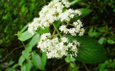 Viburnum luzonicum Rolfe 呂宋莢蒾