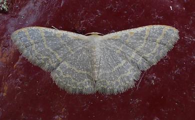 Idaea costiguttata (Warren, 1896)