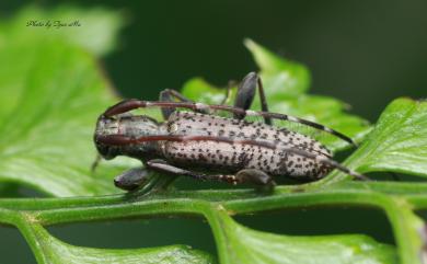 Rondibilis femorata Gressitt, 1938 欠紋刺翅天牛