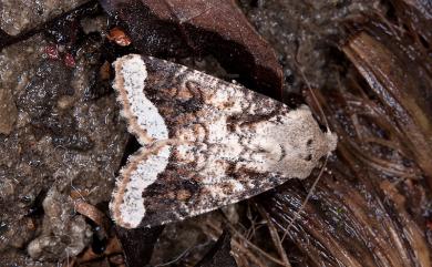 Orthosia limbata limbata Butler, 1879 白緣夢尼夜蛾