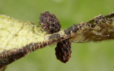 Cryptocephalus nitidissimus Chujo, 1934 華麗筒金花蟲