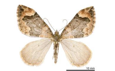Dysstroma sikkimensis Heydemann, 1932