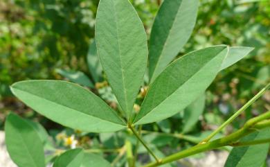 Crotalaria micans 黃豬屎豆