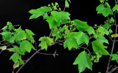 Acer albopurpurascens var. formosanum 臺灣三角楓