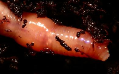 Dichogaster affinis (Michaelsen, 1890) 乳突重胃蚓