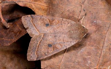 Orthosia alishana Sugi, 1986 阿里山夢尼夜蛾