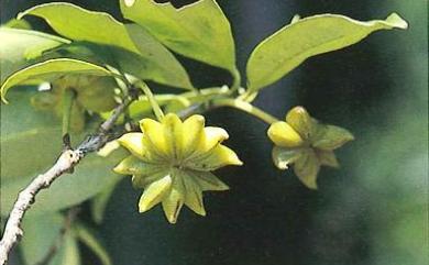 Illicium arborescens 臺灣八角