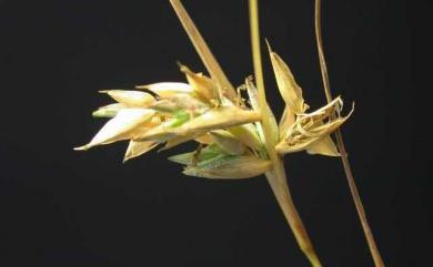 Apluda mutica L. 水蔗草