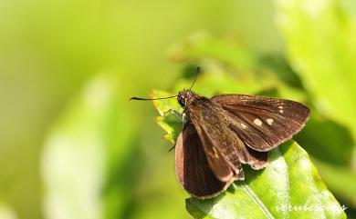 Suastus gremius Fabricius, 1798 黑星弄蝶