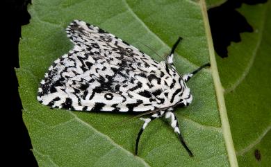 Trichosea diffusa Sugi, 1986 羝鑲夜蛾