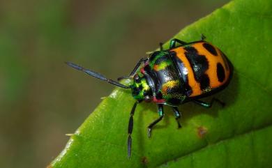 Chrysocoris fascialis (White, 1842) 黑條黃麗盾蝽