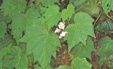 Begonia palmata 裂葉秋海棠