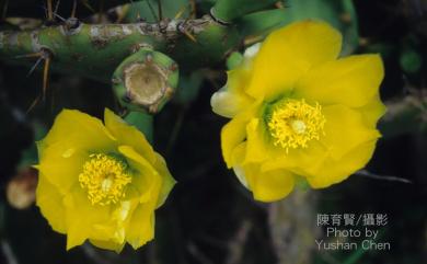 Opuntia dillenii 仙人掌