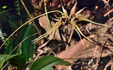 Bulbophyllum macraei 烏來捲瓣蘭