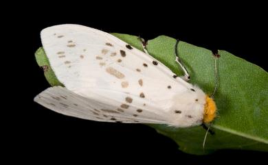 Lemyra imparilis (Butler, 1877) 暗點橙燈蛾