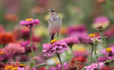 Motacilla tschutschensis taivana (Swinhoe, 1861) 東方黃鶺鴒(黃眉亞種)