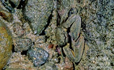 Petrolisthes japonicus (De Haan, 1849) 日本岩瓷蟹