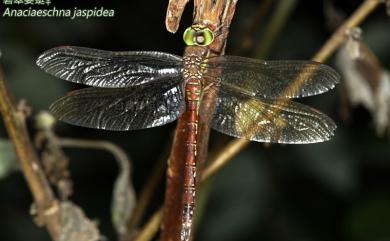 Anaciaeschna jaspidea (Burmeister, 1839) 碧翠晏蜓