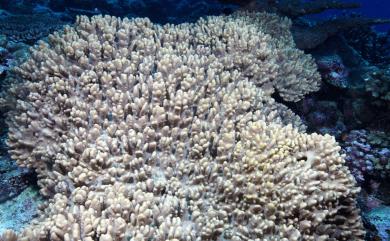 Sinularia humilis van Ofwegen, 2008 短指形軟珊瑚