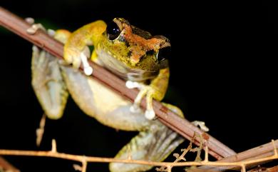 Buergeria robusta (Boulenger, 1909) 褐樹蛙