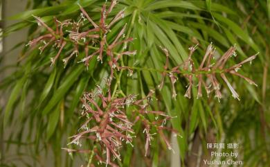 Dracaena angustifolia (Medik.) Roxb. 番仔林投