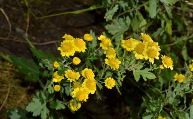 Dendranthema arisanense (Hayata) Y. Ling & C. Shih 阿里山油菊