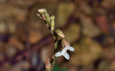 Zeuxine affinis 白花線柱蘭