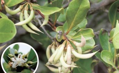 Aegiceras corniculatum (L.) Blanco 桐花樹