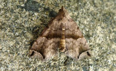 Hipoepa biasalis (Walker, 1859) 雙弧瓢鬚裳蛾