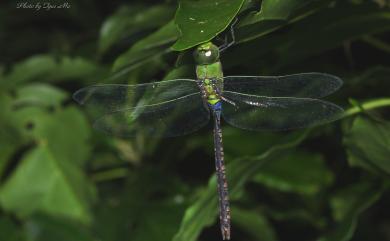 Anax guttatus (Burmeister, 1839) 烏點晏蜓