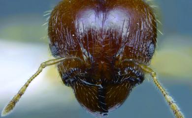 Pheidole megacephala Fabricius, 1793 熱帶大頭家蟻