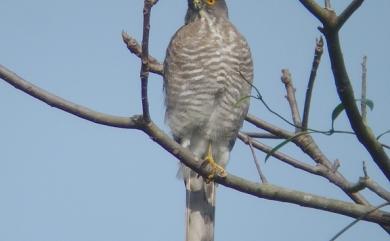 Accipiter virgatus fuscipectus 松雀鷹