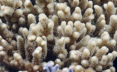 Sinularia ramosa Tixier-Durivault, 1945 散枝指形軟珊瑚