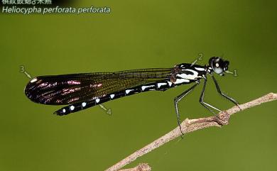 Heliocypha perforata perforata (Percheron, 1835) 棋紋鼓蟌