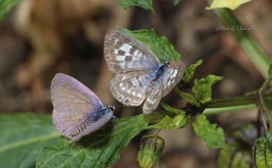 Leptotes plinius (Fabricius, 1793) 細灰蝶