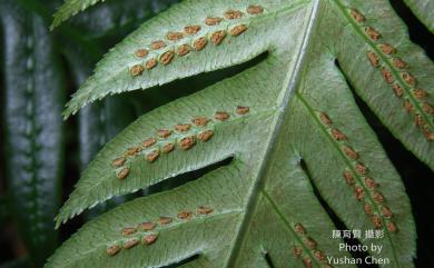 Woodwardia prolifera Hook. & Arn. 珠芽狗脊蕨