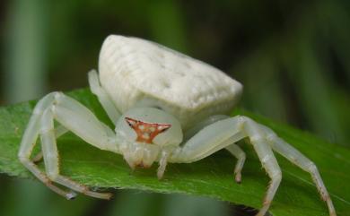 Thomisus okinawensis Strand, 1907 琉球三角蟹蛛