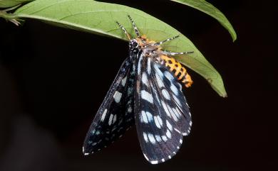 Cruriopsis funebris cognata Jordan, 1912 碎斑虎蛾