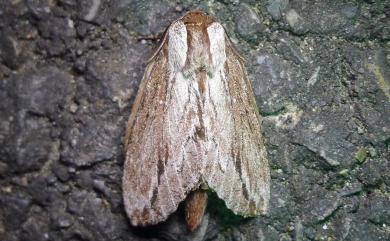 Pachypasoides albisparsa (Wileman, 1910) 斜紋枯葉蛾