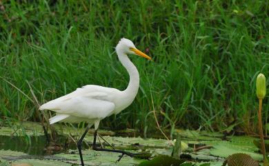 Ardea intermedia Wagler, 1829 中白鷺