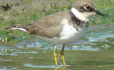 Charadrius dubius curonicus Gmelin, 1789 小環頸鴴