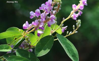 Grona heterocarpa (L.) H.Ohashi & K.Ohashi 假地豆