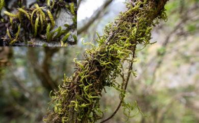 Meteorium subpolytrichum (Besch.) Broth., 1906 粗枝蔓苔