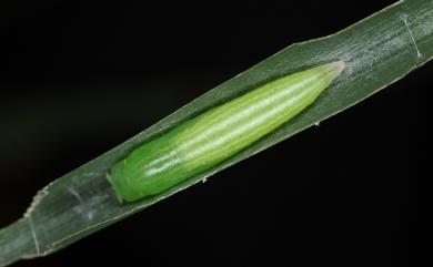 Ampittia dioscorides etura (Mabille, 1891) 小黃星弄蝶
