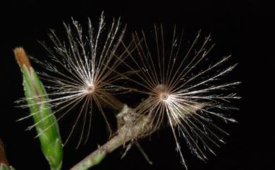 Ainsliaea secundiflora 中原氏鬼督郵