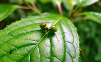 Helwingia japonica subsp. taiwaniana 臺灣青莢葉