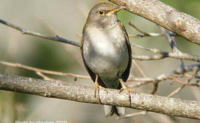 Turdus pallidus J. F. Gmelin, 1789 白腹鶇